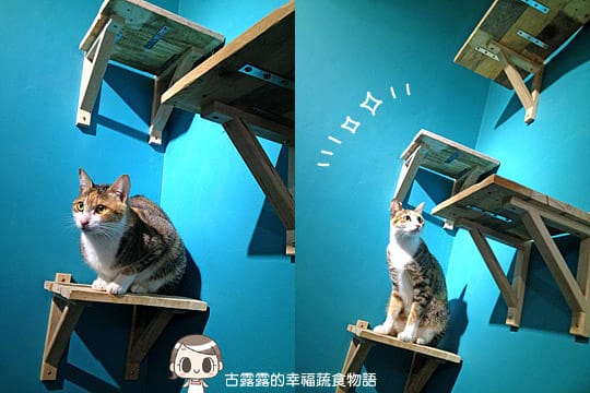 [台北] 藝文 貓 相機「動物誌 About Animals」純素 (2018/5遷址