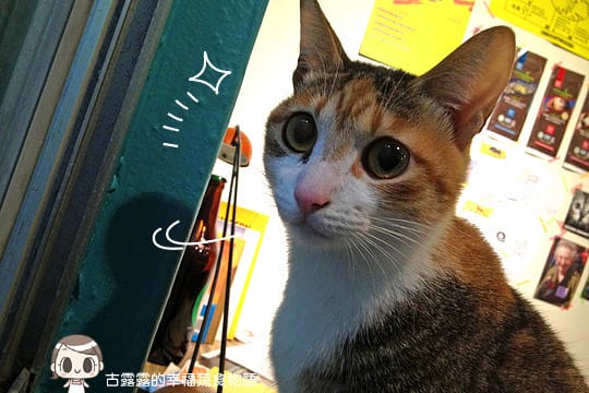 [台北] 藝文 貓 相機「動物誌 About Animals」純素 (2018/5遷址