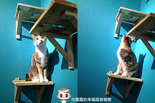 [台北] 藝文 貓 相機「動物誌 About Animals」純素 (2018/5遷址