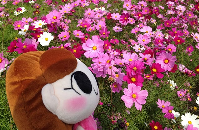 雲林莿桐 雲林花海節|台中路邊花海也很美 - 第5張圖 20161013-003