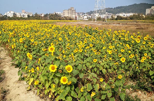 雲林莿桐 雲林花海節|台中路邊花海也很美 - 第2張圖 20161013-002