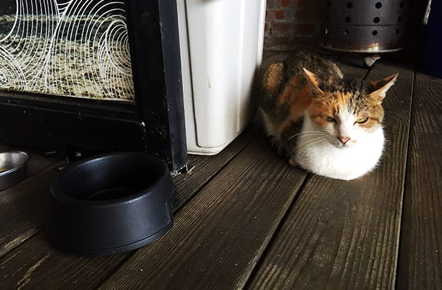 [新北] 馬蹄灣蔬食咖啡 (改貓踏浪) 海景餐廳 下午茶 Wifi ｜三芝淺水灣 (已歇業