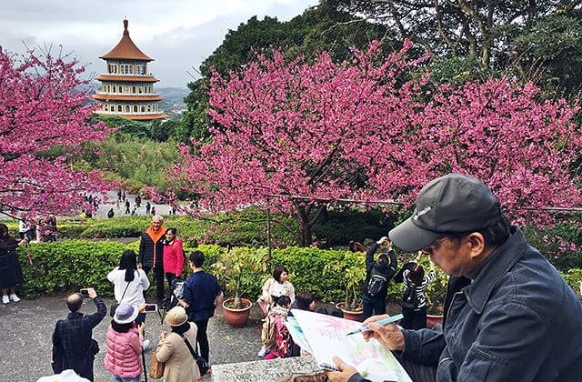 [新北景點] 聽說櫻花開滿了…土城 太極嶺賞櫻