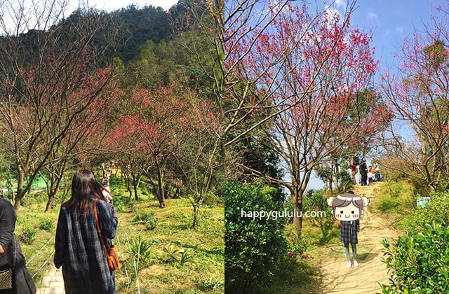 [新北景點] 聽說櫻花開滿了…土城 太極嶺賞櫻