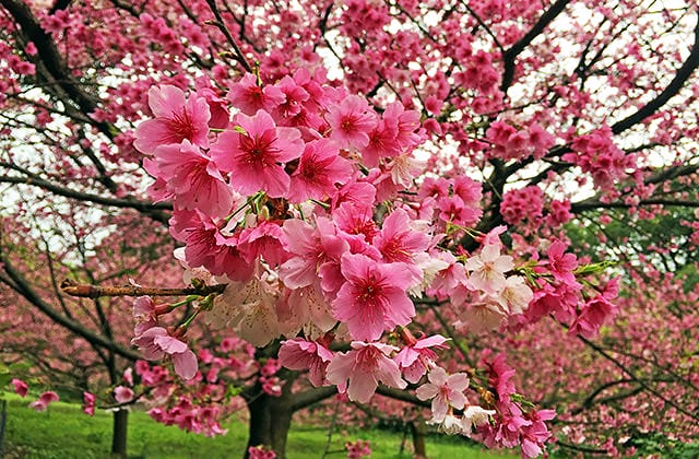 [新北景點] 聽說櫻花開滿了…土城 太極嶺賞櫻