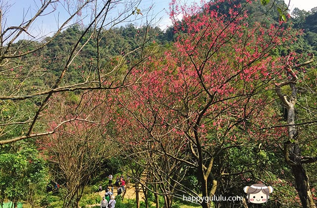 [新北景點] 聽說櫻花開滿了…土城 太極嶺賞櫻