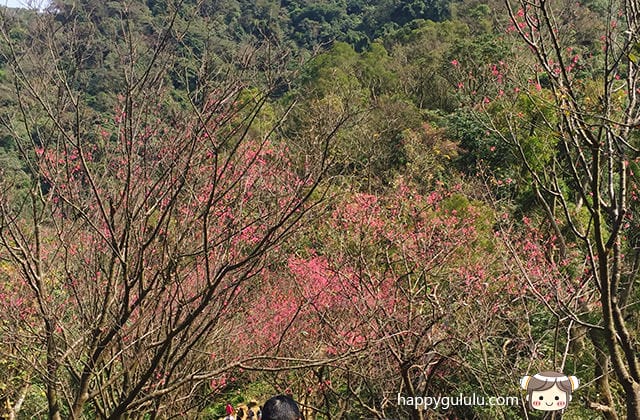 [新北景點] 聽說櫻花開滿了…土城 太極嶺賞櫻