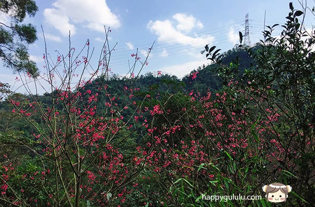 [新北景點] 聽說櫻花開滿了…土城 太極嶺賞櫻