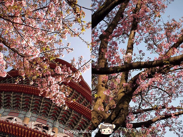 [新北景點] 聽說櫻花開滿了…土城 太極嶺賞櫻