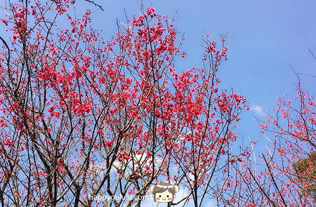 [新北景點] 聽說櫻花開滿了…土城 太極嶺賞櫻