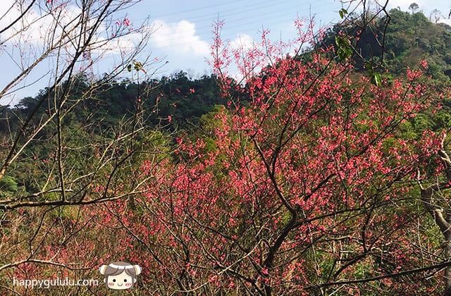 [新北景點] 聽說櫻花開滿了…土城 太極嶺賞櫻