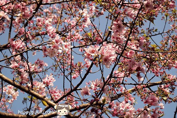 [新北景點] 聽說櫻花開滿了…土城 太極嶺賞櫻