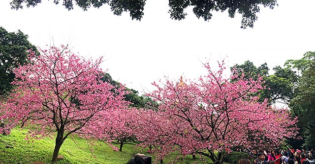 [新北景點] 聽說櫻花開滿了…土城 太極嶺賞櫻