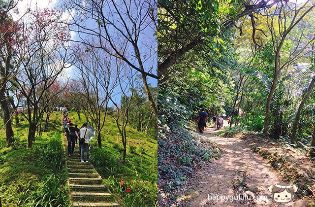 [新北景點] 聽說櫻花開滿了…土城 太極嶺賞櫻