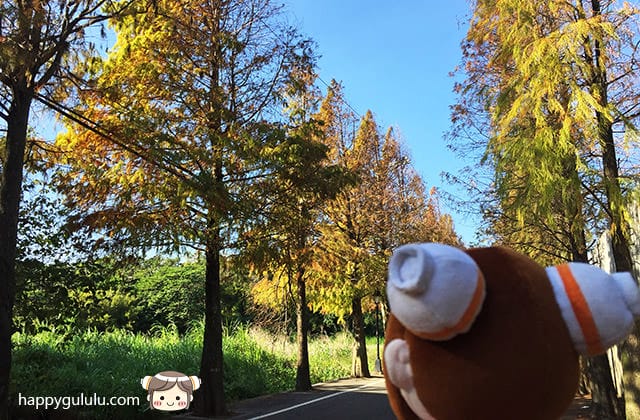 [桃園景點] 桃園大溪落羽松大道｜一年最美的景色 落羽松秘境