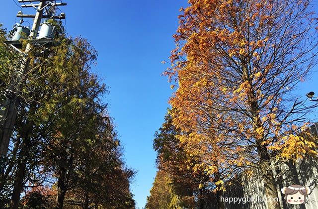 [桃園景點] 桃園大溪落羽松大道｜一年最美的景色 落羽松秘境