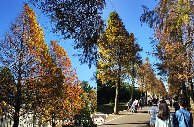 [桃園景點] 桃園大溪落羽松大道｜一年最美的景色 落羽松秘境