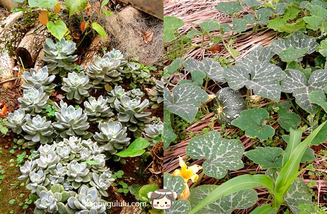 自己種菜自己吃，親戚家的菜園隨拍