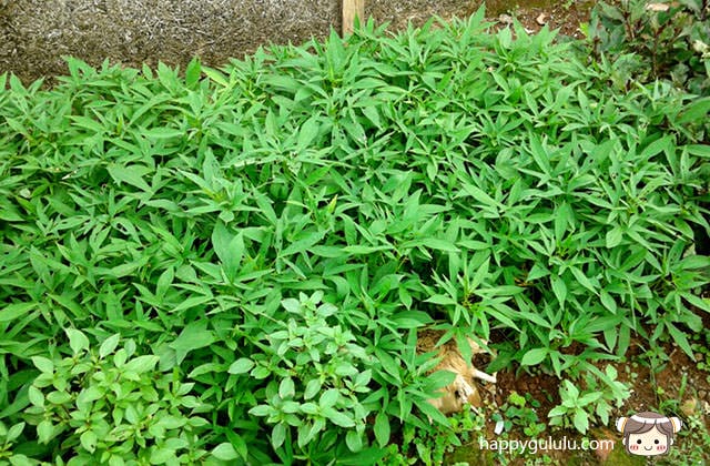自己種菜自己吃，親戚家的菜園隨拍
