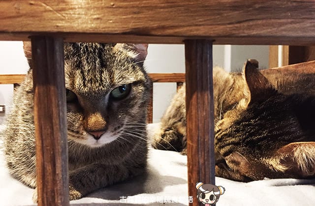 [台北] 牧羊人與貓 Miracles continue｜咖啡蔬食 貓旅館 中途之家 (已無供餐