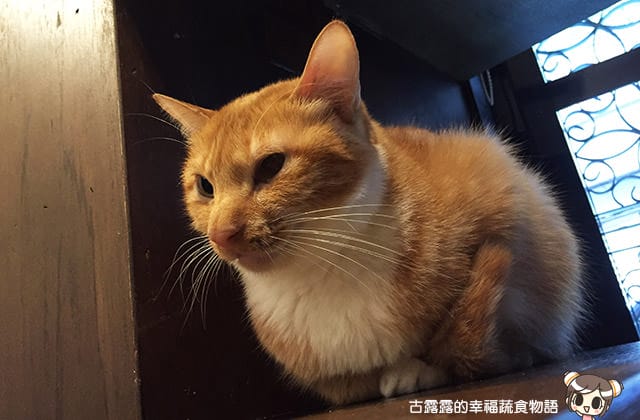 [台北] 牧羊人與貓 Miracles continue｜咖啡蔬食 貓旅館 中途之家 (已無供餐