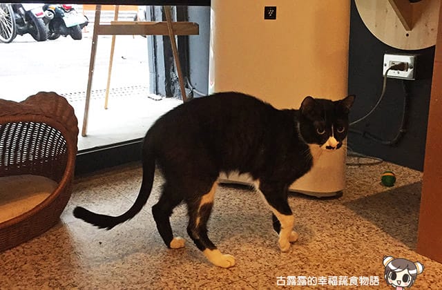 [台北] 牧羊人與貓 Miracles continue｜咖啡蔬食 貓旅館 中途之家 (已無供餐