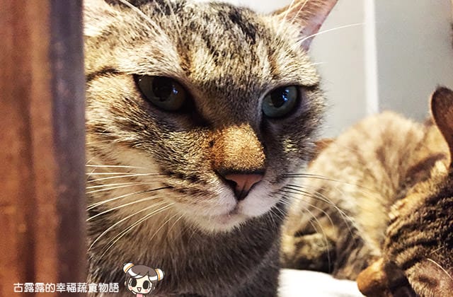 [台北] 牧羊人與貓 Miracles continue｜咖啡蔬食 貓旅館 中途之家 (已無供餐