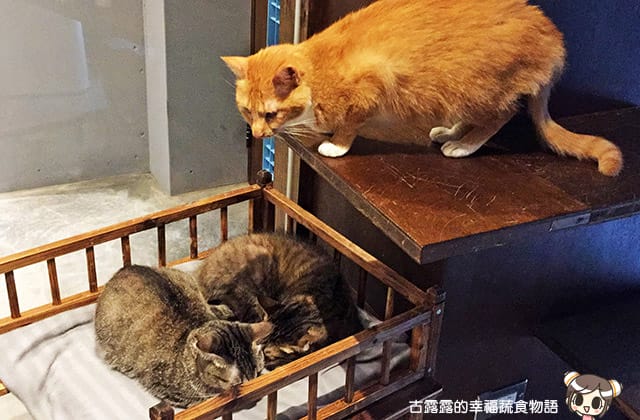 [台北] 牧羊人與貓 Miracles continue｜咖啡蔬食 貓旅館 中途之家 (已無供餐