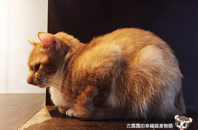 [台北] 牧羊人與貓 Miracles continue｜咖啡蔬食 貓旅館 中途之家 (已無供餐