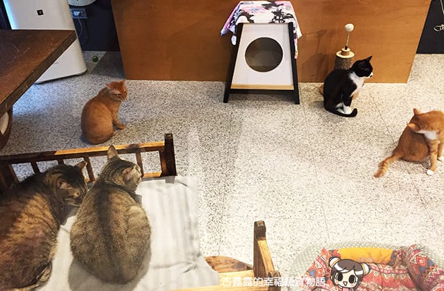 [台北] 牧羊人與貓 Miracles continue｜咖啡蔬食 貓旅館 中途之家 (已無供餐