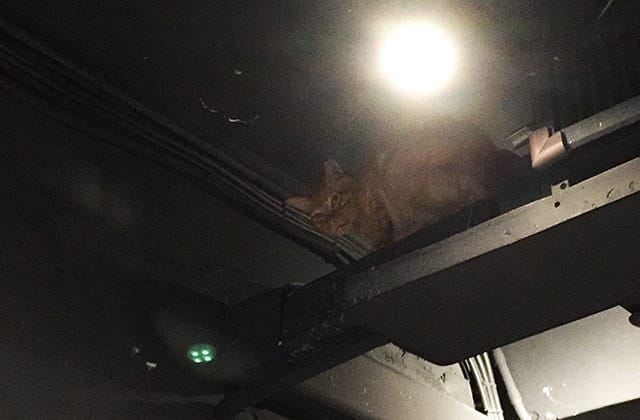 [台北] 牧羊人與貓 Miracles continue｜咖啡蔬食 貓旅館 中途之家 (已無供餐