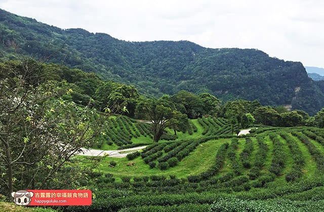 [新北景點] 台灣農林 – 熊空茶園｜三峽秘境 觀光茶園｜蔬菜湯麵 (影音