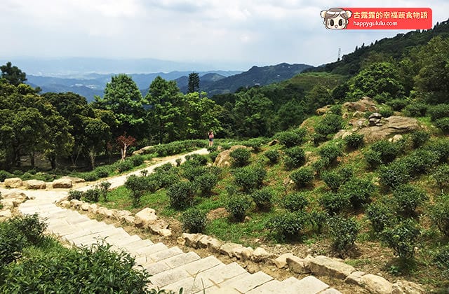 [新北景點] 台灣農林 – 熊空茶園｜三峽秘境 觀光茶園｜蔬菜湯麵 (影音