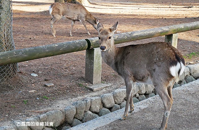 日本旅遊》大阪京都3天2夜 意猶未盡自由行！大阪奈良 京都嵐山 渡月橋 東寺