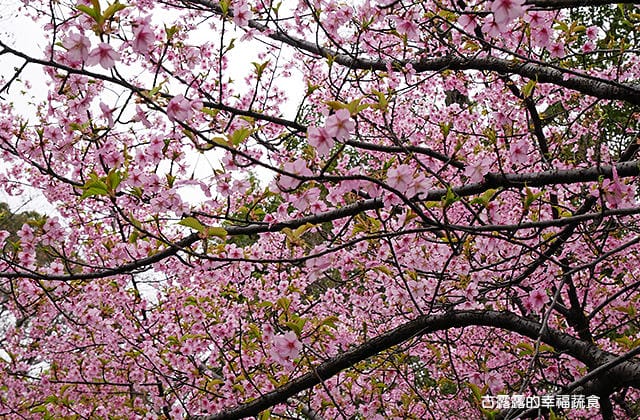 日本旅遊》大阪京都3天2夜 意猶未盡自由行！大阪奈良 京都嵐山 渡月橋 東寺