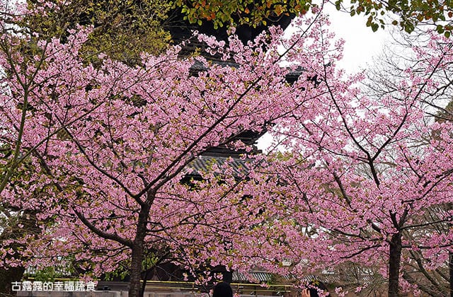 日本旅遊》大阪京都3天2夜 意猶未盡自由行！大阪奈良 京都嵐山 渡月橋 東寺