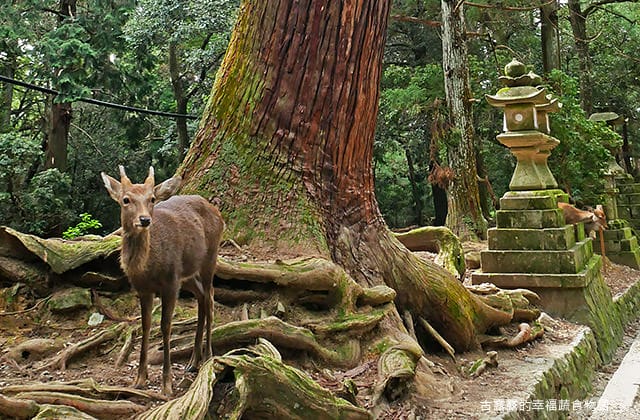 日本旅遊》大阪奈良4天3夜 鐵腿自由行！環球影城 大阪城 阿倍野 通天閣