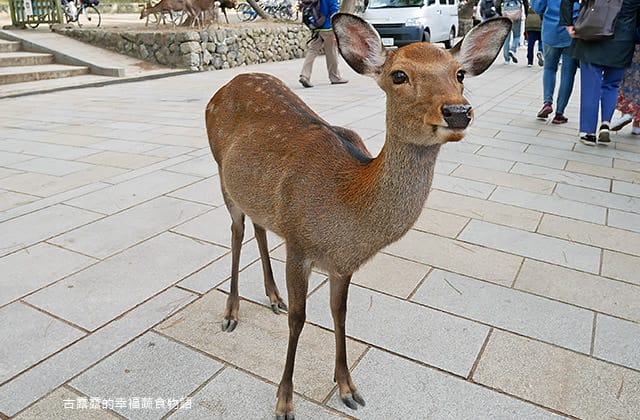 日本旅遊》大阪奈良4天3夜 鐵腿自由行！環球影城 大阪城 阿倍野 通天閣