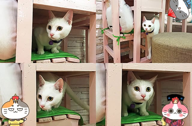 [新北] 貓草甜點手作｜療癒人心貓主題咖啡廳 下午茶 店貓 (暫停營業