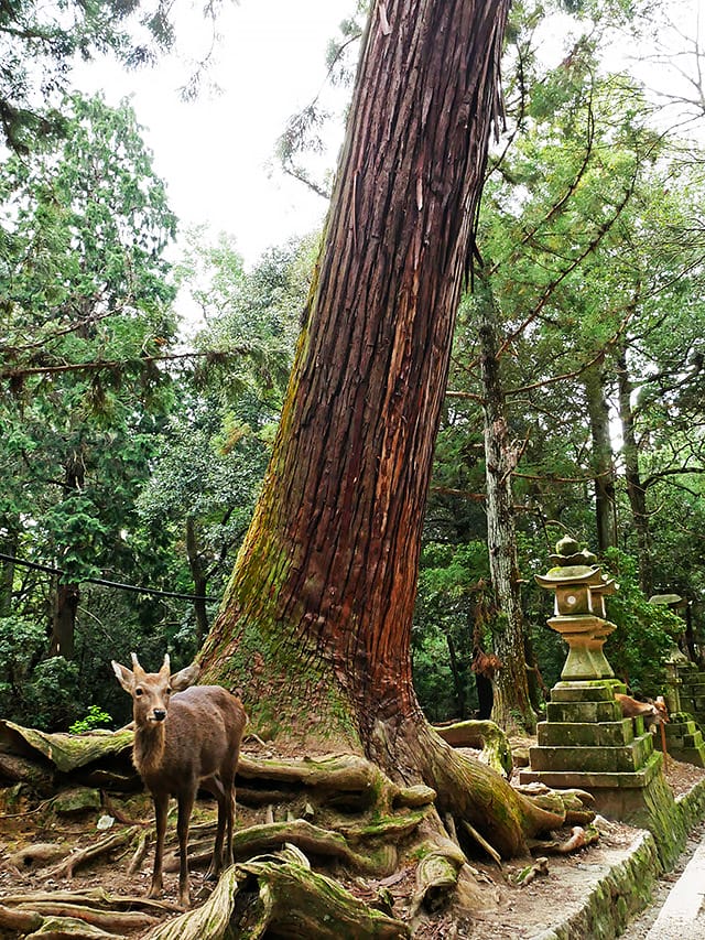 [日本奈良] 水谷茶屋 – 茅草屋頂的甜點茶屋｜春日大社 若草山 奈良公園散步