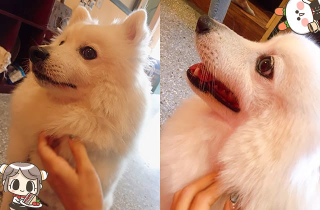 [台北] SteepStairs樓梯好陡咖啡館｜大稻埕老屋咖啡｜療癒萌店狗（已歇業