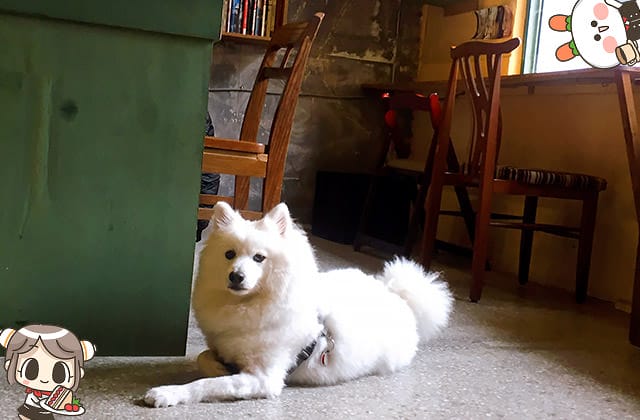 [台北] SteepStairs樓梯好陡咖啡館｜大稻埕老屋咖啡｜療癒萌店狗（已歇業