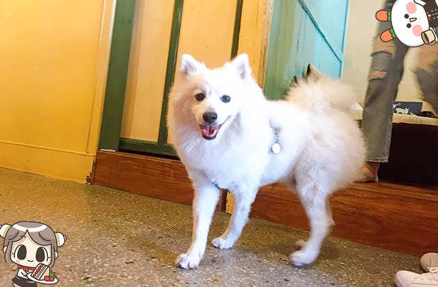 [台北] SteepStairs樓梯好陡咖啡館｜大稻埕老屋咖啡｜療癒萌店狗（已歇業