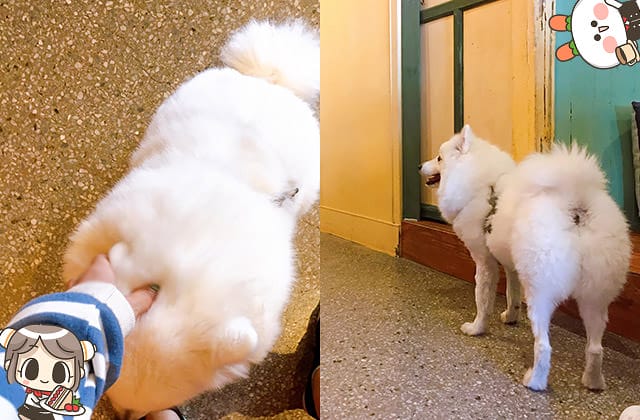 [台北] SteepStairs樓梯好陡咖啡館｜大稻埕老屋咖啡｜療癒萌店狗（已歇業