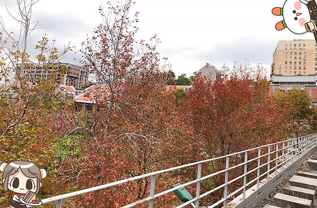 [台北] 爐鍋咖啡 Luguo Cafe 關渡美術館貳樓｜戶外露台遼闊美景