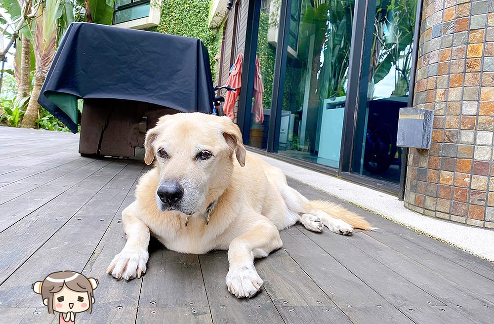 [宜蘭住宿] 稻田中的夢幻玻璃屋 躺著看星星｜水畔星墅時尚會館