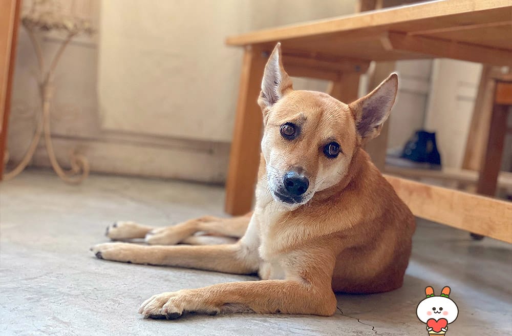 [台南] 一個人在台南散步，與浮游咖啡的邂逅｜老屋咖啡廳