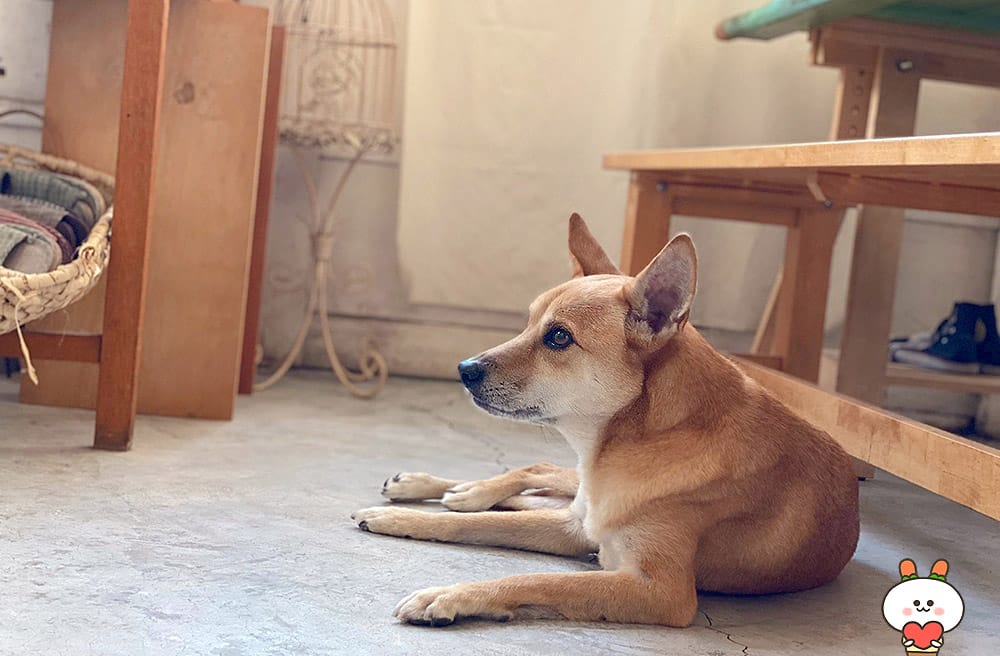 [台南] 一個人在台南散步，與浮游咖啡的邂逅｜老屋咖啡廳