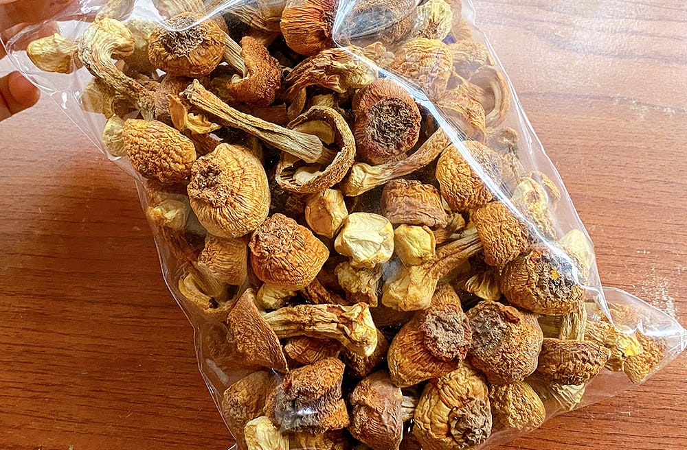 小橘貓與立冬進補｜吃一頓暖呼呼的進補，過個舒適的冬天～