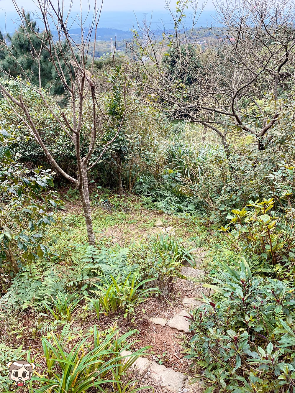[新北] 沐浴自然光景 細味蔬食｜咖啡樹景觀花園Coffee Tree｜山海景咖啡廳